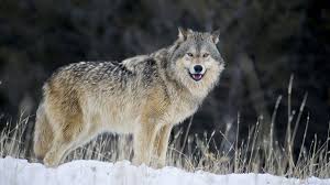Fan and ticket information for women ' s basketball versus. Gray Wolves Win In Historic Colorado Election The Verge