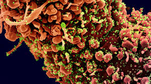 2019 novel coronavirus, wuhan seafood market pneumonia virus) — оболочечный одноцепочный. Nature Publication Presents New Blueprint Revealing How Sars Cov 2 Virus Hijacks Human Cells Uc San Francisco