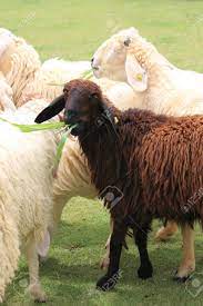 These sheep stand out in the flock and their wool was traditionally considered less valuable as it was not able to be dyed. A Black Sheep Stock Photo Picture And Royalty Free Image Image 9354632
