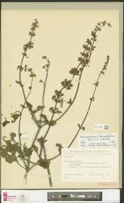 Image result for Cyathula polycephala