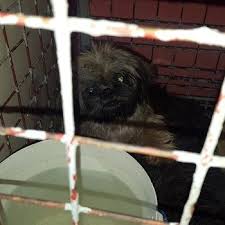 📞 9803576467 📱9803576467(whatsapp/viber) #dogsnepalpetshop #dogsnepal 9803576467 #petaccesories #petfood #catfood #dogfood #parrotfood #dogcage #petcage #birdcage #petshampoo #petmedicine #vaccine #training #grooming #dogs #cats #bird #pug #pugpuppy #puppypug #pugdog #pet #petlover Puppies For Sale Dogs Philippines Pet Sales Philippines 6 Tips To Guarantee The Best Bichon Frise Price Bichon Frise Bichon Frise Price Westminster Dog Show
