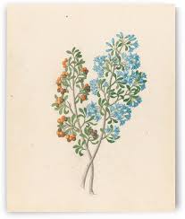 Image result for Hyperacanthus amoenus