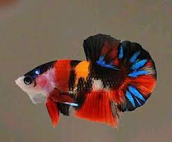 Pin By Pitana On Candy Nemo Emerald Betta Fish Tank Betta Fish Pet Fish