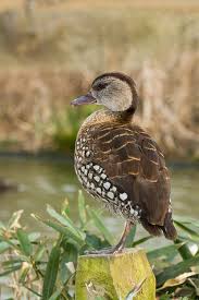 Black And Yellow Spotted Duckling Spotted Whistling Duck Page Pet Birds Beautiful Birds Duck Species