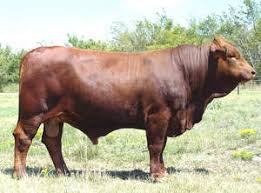 Brangus cattle are a mix of angus and brahman cattle. Breeds Beefmaster The Cattle Site