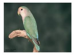 We did not find results for: Hybrid Lovebirds The African Lovebird Society Of Australia Inc