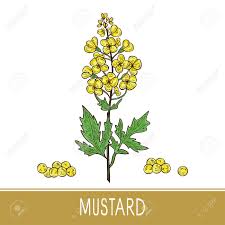 Kitchen utensils colored cliparts flowers. Mustard Plant Flowers Leaves Seed Sketch Set Color Royalty Free Cliparts Vectors And Stock Illustration Image 113562942