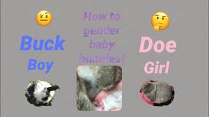 When a woman is carrying a child and she wishes to know whether she is carrying a boy or a girl, you should sprinkle salt on her head while she is sleeping. How To Gender Baby Bunnies Youtube