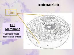 What is animal cell membrane made of. Animal Cell Cell Membrane Found In All Cells Cell Membrane Controls What Leaves And Enters Tan Ppt Download