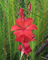 Image result for Gethyllis transkarooica