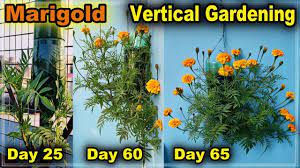How To Grow Marigold Plant In Bottle L Vertical Gardening L How To Use Waste Plastic Bottle Youtube Plants In Bottles Vertical Garden Growing Marigolds