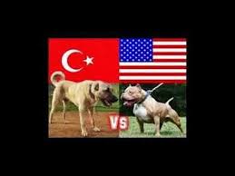 Pitbulla Saldiran Devasal Kangal Youtube