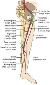 Das lymphge fassystem des menschen, jena, 1930; Lymphatic Anatomy And Clinical Implications Springerlink