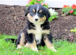 Does the bernese mountain dog great pyrenees mix shed? Tandy Bernese Mountain Dog Mix Puppy For Sale Keystone Puppies