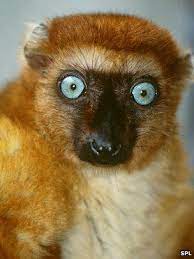 Lemurs Sliding Towards Extinction Blue Eyed Animals Lemur Animal Conservation