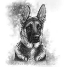 Pencil Portrait Mastery Pencil Portrait Of German Shepherd Discover The Secrets Of Drawing Real Pet Portraits Realistic Animal Drawings German Shepherd Art