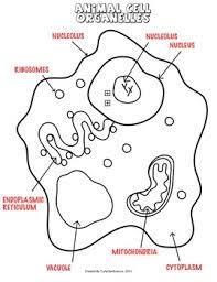 Check spelling or type a new query. Plant And Animal Cell Organelles Diagram Bundle By Curly Que Science