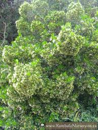 Image result for Pavetta troupinii