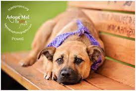 Maybe you would like to learn more about one of these? Pin On Animals