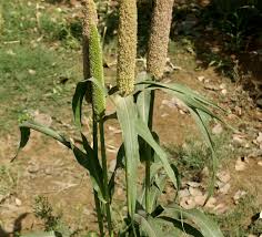 Image result for Cenchrus americanus