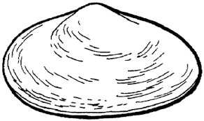 Maybe you would like to learn more about one of these? Https Www Mass Gov Doc Whats A Clam Facts And Fun With Soft Shell Clams Download
