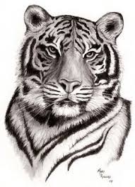 Tiger Lighten Gamma 2 Jpg 1152 1600 Disegnare Tigri Disegni A Pastello Dipinti Di Animali