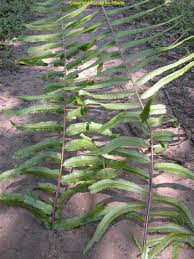 Image result for Tectaria fernandensis