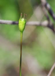 Image result for Wahlenbergia subaphylla