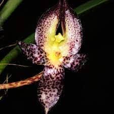 Image result for Bulbophyllum burttii