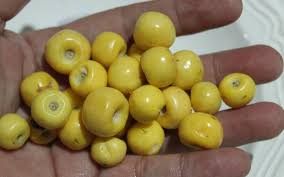 Así de pequeño es el nanche | Foto: CNN   