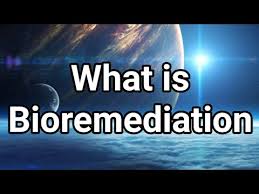 The treatment of pollutants or waste (as in an oil spill, contaminated groundwater, or an industrial process) by the use of microorganisms (such as bacteria) that break down the undesirable substances examples of bioremediation in a sentence What Is Bioremediation Urdu English Youtube