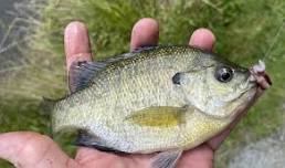 Family Fishing Program