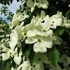 Maybe you would like to learn more about one of these? 5 Ways To Use Dogwoods