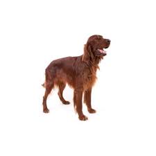 Gordon setter info, temperament, care, training, puppies, pictures. Irish Setter Puppies Pet City Pet Shops