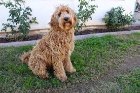 How big can labradoodles get? 7 Things To Know Before Buying A Labradoodle Animalso