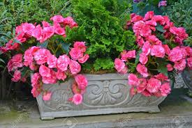 You may need supplemental light to prevent the plants from becoming spindly. Beautiful Pink Begonias In Stone Flower Planter Stock Photo Picture And Royalty Free Image Image 24879363