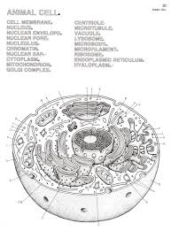 Intro biology classes have unique challenges for me, one of which being that they don't have a textbook. Animal Cell Coloring Key Cute766