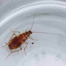 Brown Banded Cockroach Extermination Pest Control Of Bed Bugs Fleas And Cockroaches