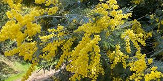 There are three distinct subspecies of this plant, all native to the. Plants Sustainable Defensible Space Information About Plants In The Smmnra