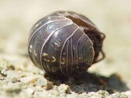 Why You Shouldn T Kill Woodlice Aka Pill Bugs Roly Polies Dengarden