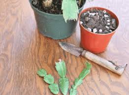 Use this guide to learn the ins and outs of getting cactus cuts to root. How To Propagate Christmas Cactus By Stem Cuttings