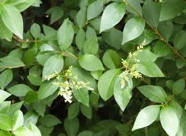 Image result for ligustrum ovalifolium