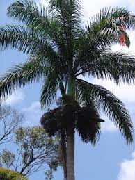 Image result for Roystonea oleracea