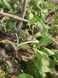 Image result for Allophylus