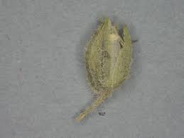 Image result for Glinus lotoides