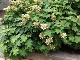 My favorite selection is 'snowflake,' named by nurseryman eddie aldridge of birmingham, alabama. Hydrangea Popular But Confusing Indiana Yard And Garden Purdue Consumer Horticulturepurdue University Indiana Yard And Garden Purdue Consumer Horticulture