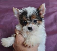 Once a customer's deposit is received, they will be placed on the waiting list. Pin On Parti Yorkies Biewer Terriers