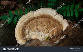 Image result for Phellinus pini