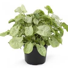 34 Poisonous Houseplants For Dogs And Cats Arrowhead Plant Plants Poisonous House Plants