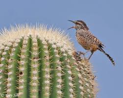 They are also very noisy and territorial; General Admission Center Accessibility Shopping And Dining Arizona Science Center Cactus Wren Birds And The Bees State Birds